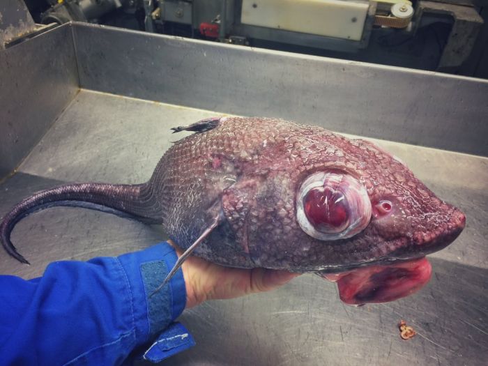 Мурманский моряк публикует фото странных глубоководных рыб, попавших в сети (21 фото)