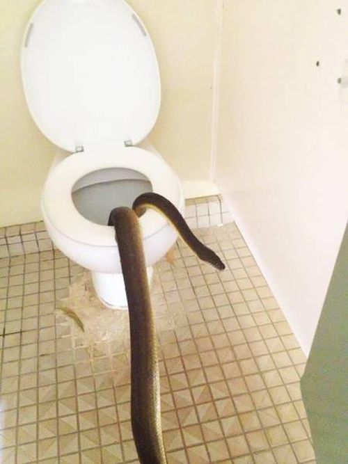 Типичное предупреждение в общественном туалете Австралии (4 фото)