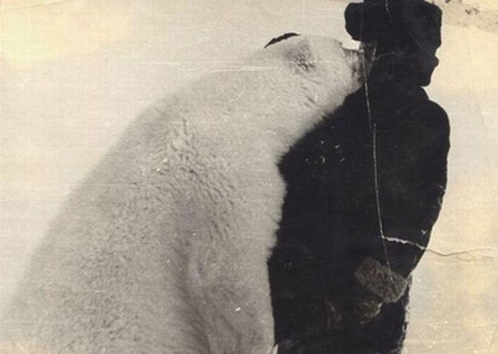 Бесстрашный полярник подкармливает белых медведей (4 фото)