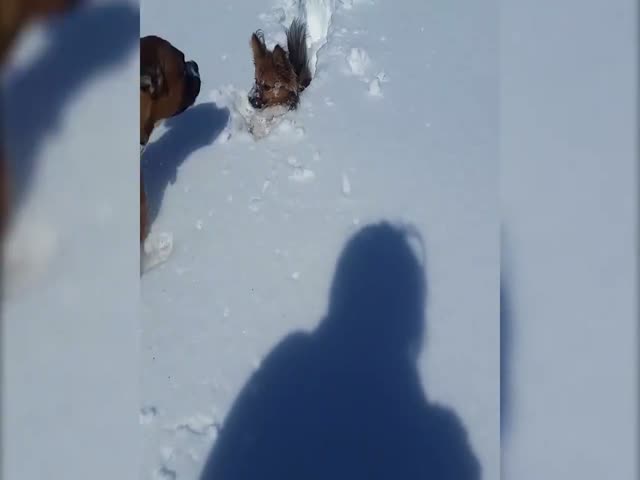 Собаки знакомятся со снегом
