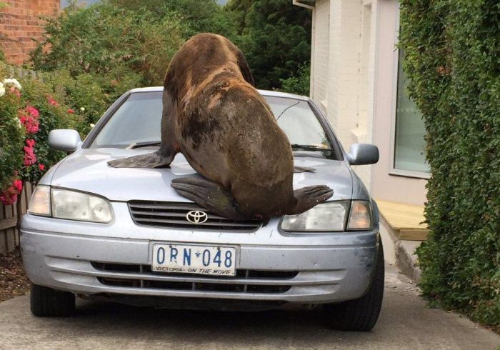 В Австралии тюлень-хулиган повредил автомобиль (3 фото)