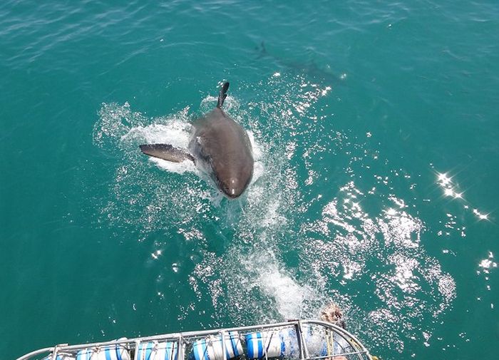 Встреча туристов с большой белой акулой в ЮАР (4 фото)