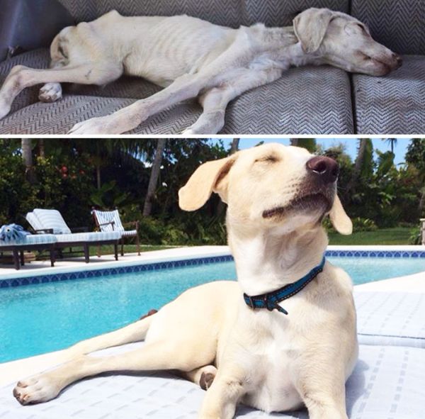 Собаки до и после спасения (20 фото)