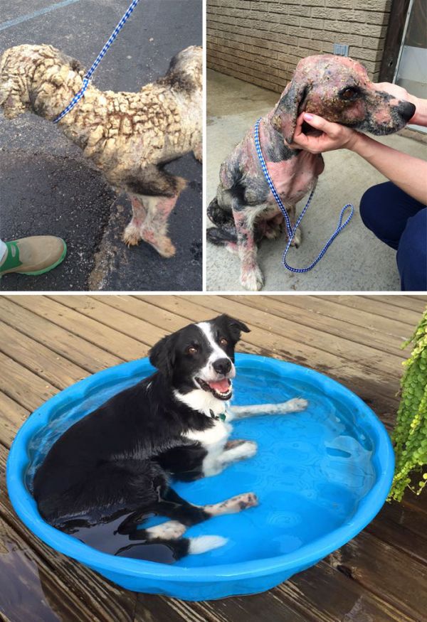 Собаки до и после спасения (20 фото)
