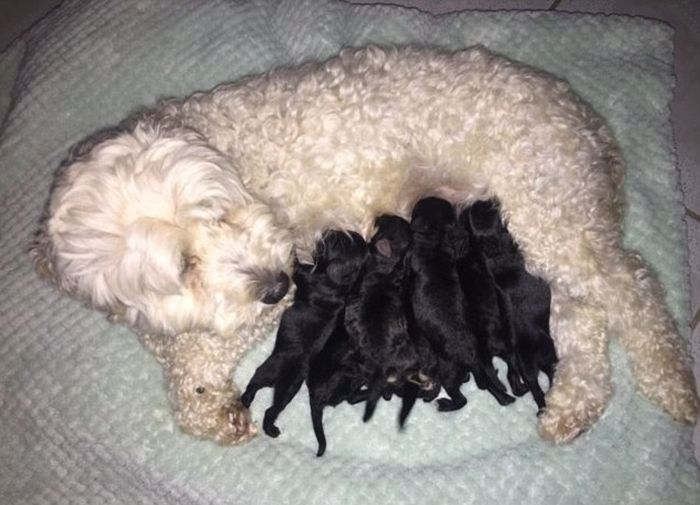 У белой собаки родились абсолютно чёрные щенки (4 фото)