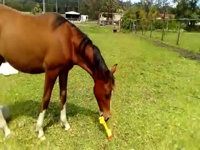 Лошадь играет с резиновой курицей