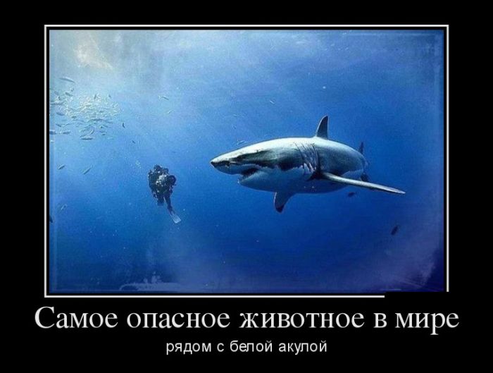 Демотиваторы (30 фото)