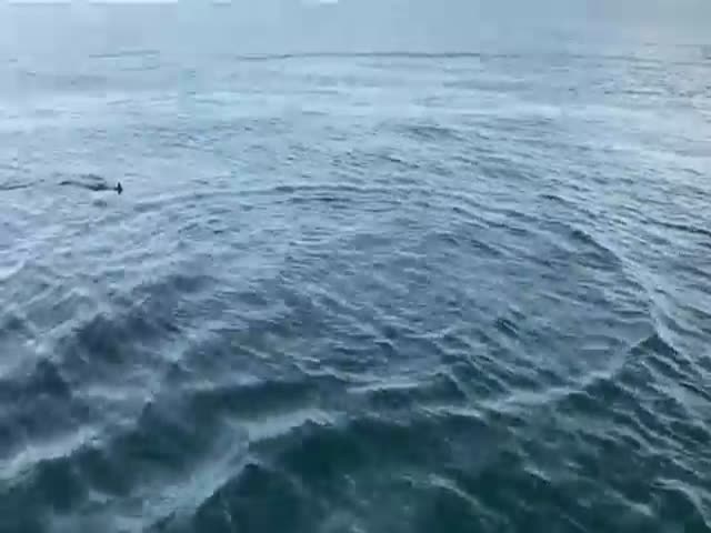 Рыбаки случайно поймали акулу