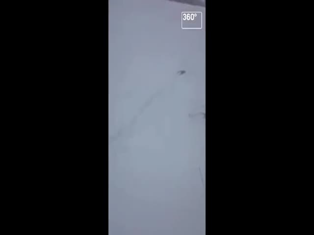 Охотник спас кабанов, провалившихся под лед