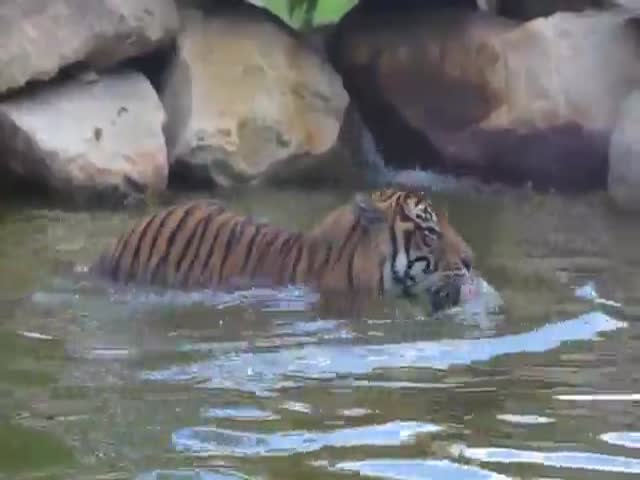 Тигр пытается поймать утку