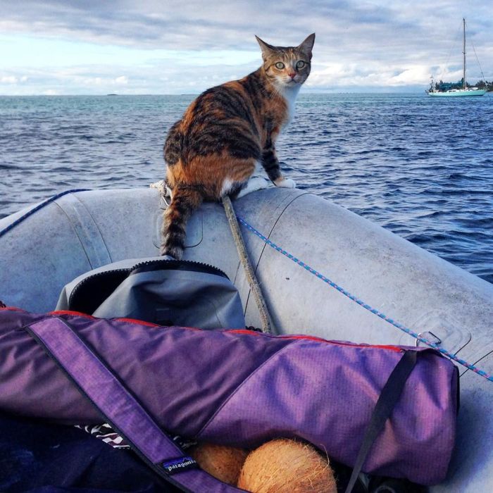 Американка путешествует на лодке с кошкой (10 фото)