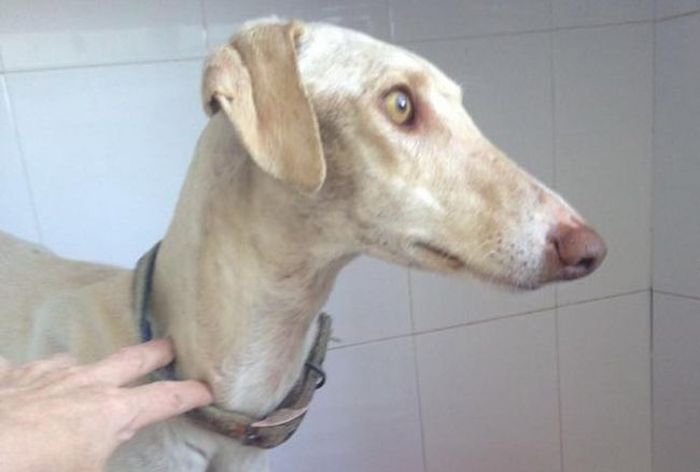 Собака со сломанной лапой показала ветеринарам путь к своим щенкам (7 фото)