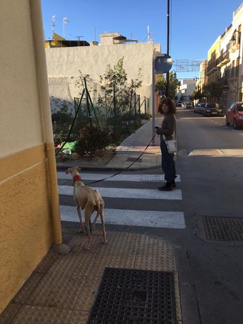 Собака со сломанной лапой показала ветеринарам путь к своим щенкам (7 фото)