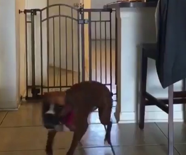 Изящный прыжок в исполнении собаки