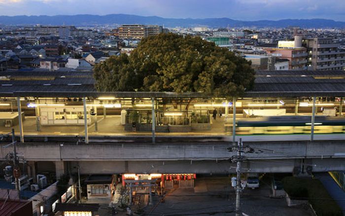 700-летнее дерево посреди железнодорожной станции в Осаке (7 фото)