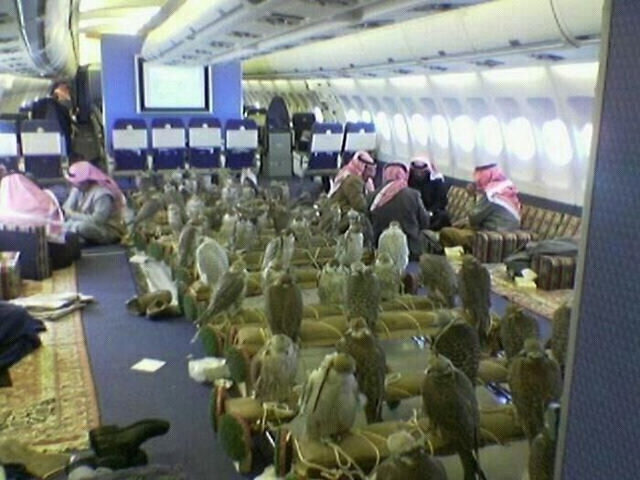 Саудовский принц купил 80 авиабилетов для транспортировки ястребов (3 фото)