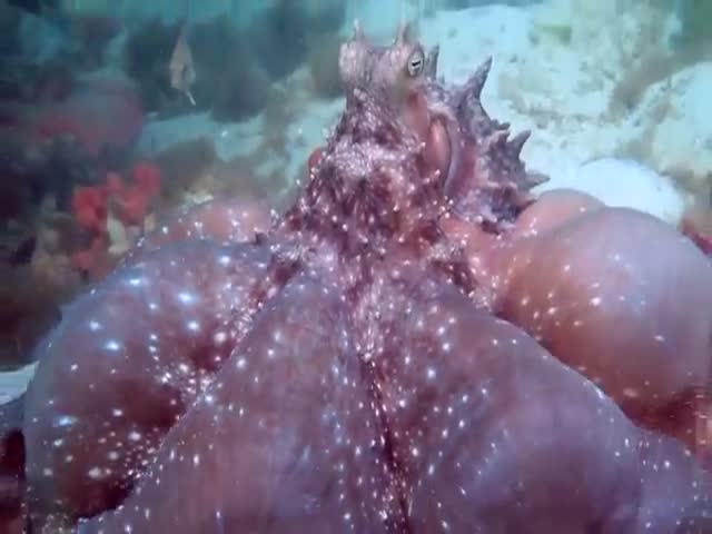 Потревоженный осьминог попытался запугать дайвера