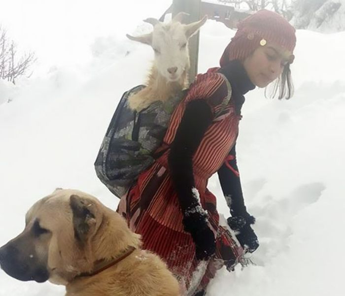 Девочка и ее собака спасли козу с новорожденным козленком (6 фото)