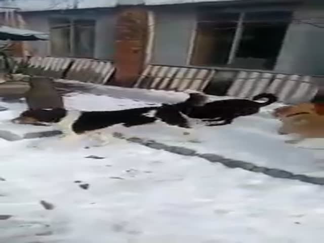 Спасенная собака научилась ходить на задних лапах