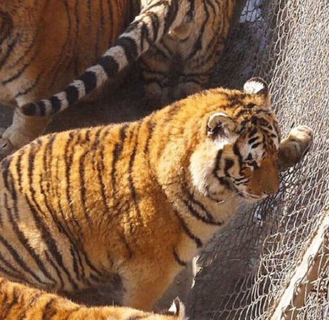 В китайском зоопарке растолстели амурские тигры (6 фото)