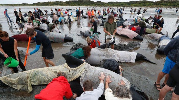 Более 400 дельфинов выбросились на берег Новой Зеландии (5 фото + видео)