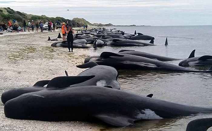 Более 400 дельфинов выбросились на берег Новой Зеландии (5 фото + видео)