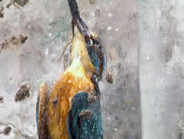 Зимородки вмерзли в лед водоема (3 фото)
