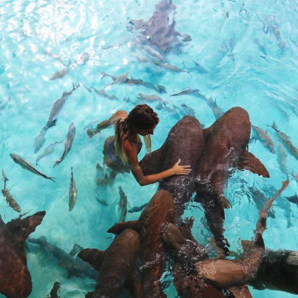 Фотосессия с акулами на Бали (10 фото)