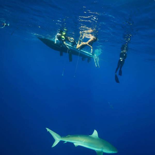 Фотосессия с акулами на Бали (10 фото)