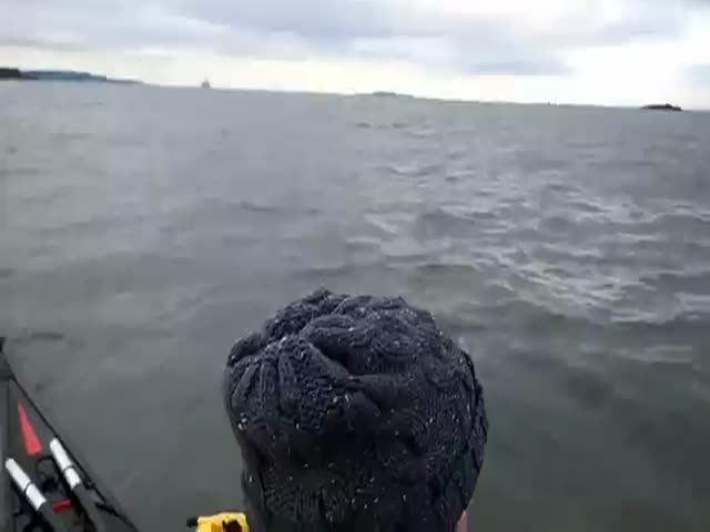 Любопытный тюлень решил прокатиться на каяке