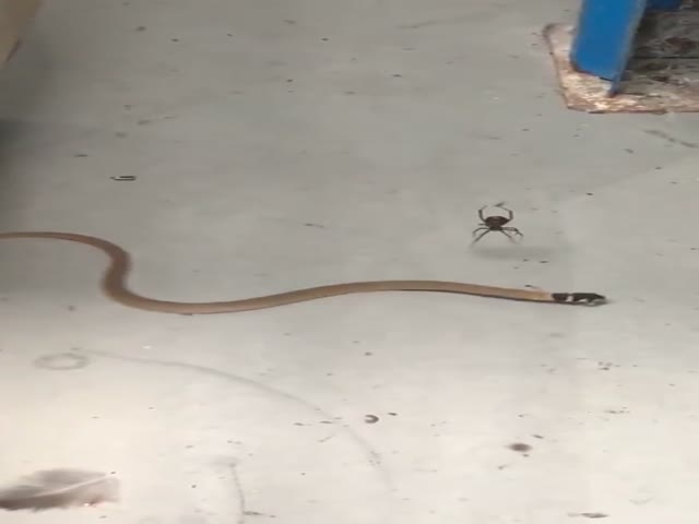 Ядовитый паук против змеи