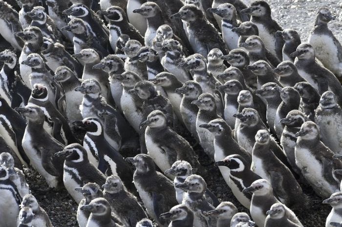 Нерест рыбы привлек в Аргентину рекордное количество пингвинов (4 фото)