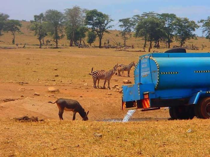 Кенийский фермер спасает животных от жажды (9 фото)