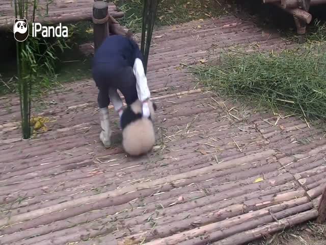 Панда хочет играть