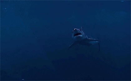 Интересные гифки с акулами (16 гифок)