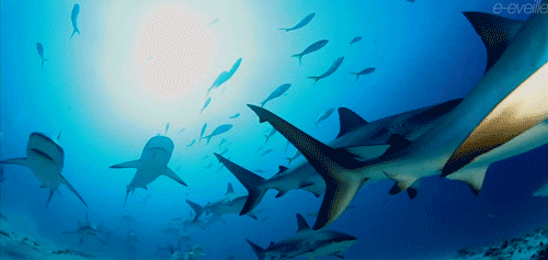 Интересные гифки с акулами (16 гифок)