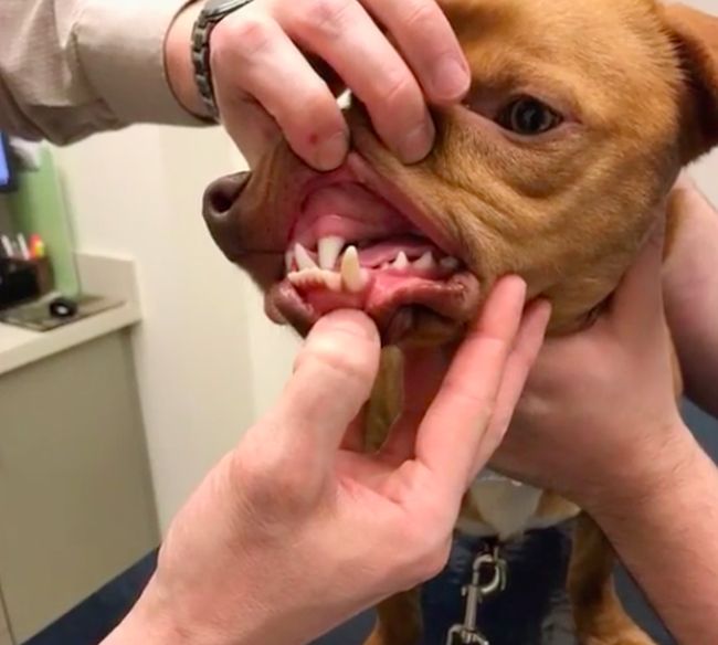 Собака c врожденным дефектом челюсти будет спасена (5 фото)