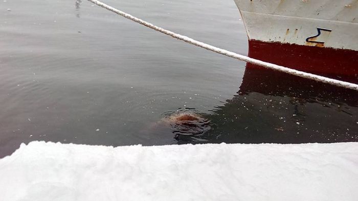На Камчатке моряки подкормили голодного тюленя (3 фото + видео)