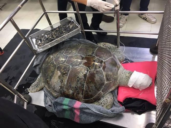 В Таиланде спасли черепаху, достав из ее желудка 915 монет (8 фото)