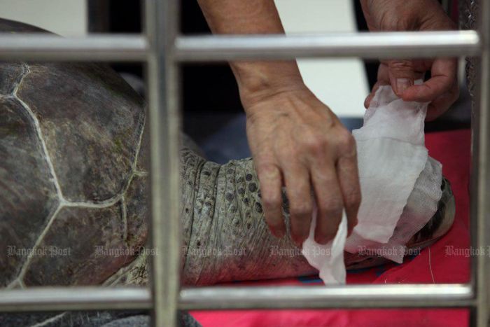 В Таиланде спасли черепаху, достав из ее желудка 915 монет (8 фото)