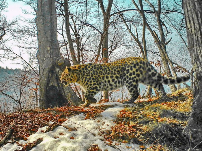 Беременная самка дальневосточного леопарда оказалась толстым самцом  (2 фото)