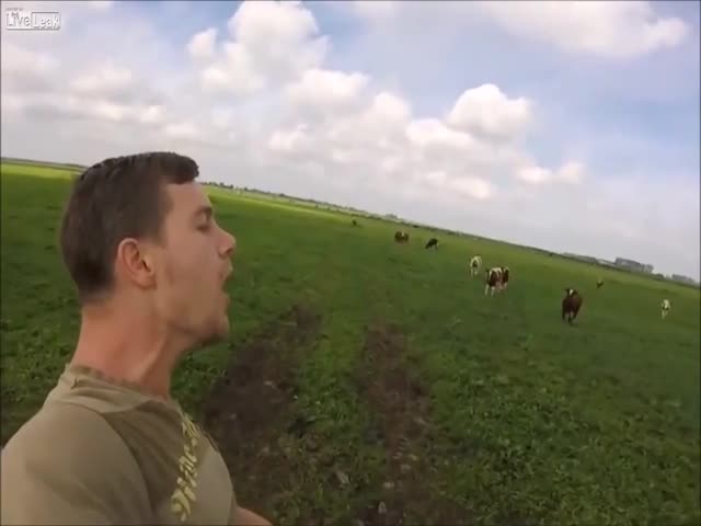 Парень зовет коров