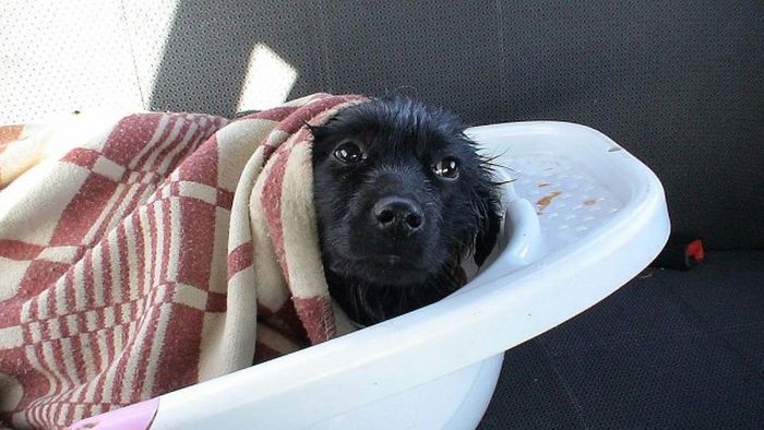 На Кубани спасли собаку, которая провела две недели на необитаемом острове (4 фото + видео)
