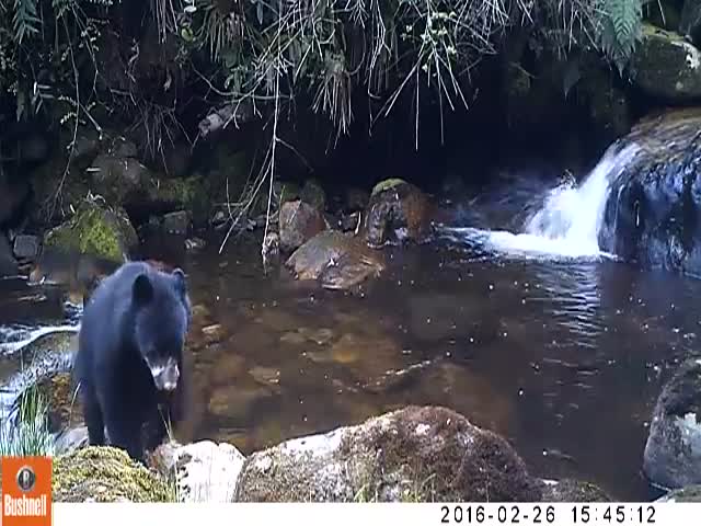 Трусливый медвежонок испугался воды