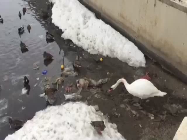 В Казани лебедь чистил озеро от мусора