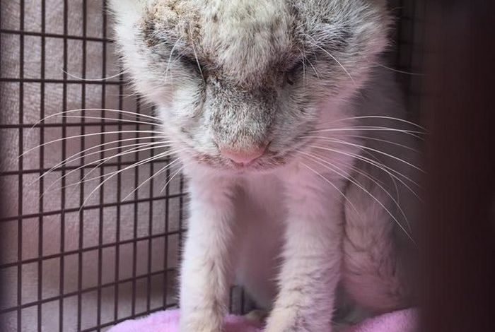 Спасенный бездомный кот удивил всех красотой своих глаз (8 фото)