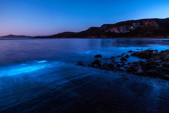 Биолюминесцентные морские водоросли у берегов Тасмании (7 фото)