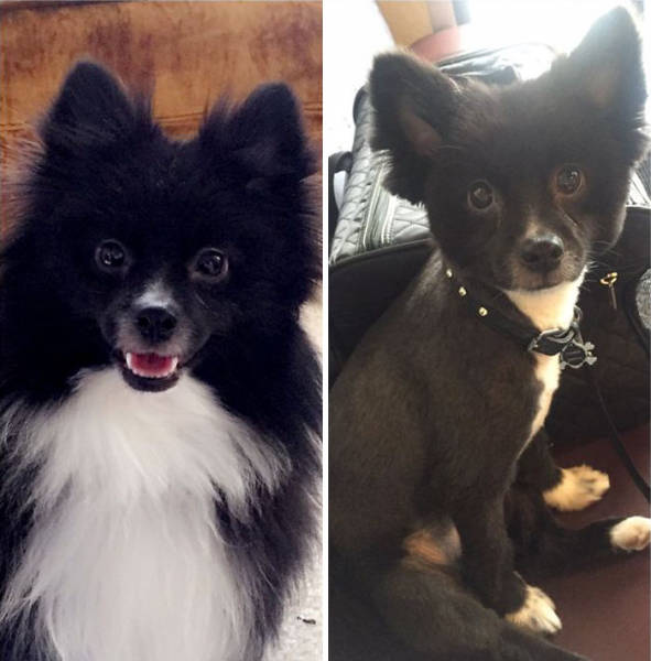 Собаки до и после стрижки (50 фото)