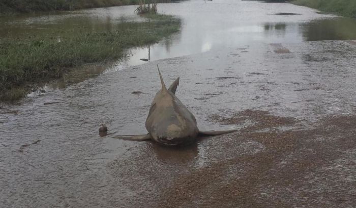 Австралийцы обнаружили бычью акулу в 10 км от побережья (3 фото)