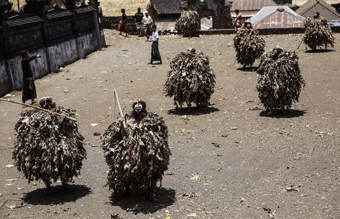 Необычный похоронный ритуал жителей деревни Труньян на Бали (12 фото)